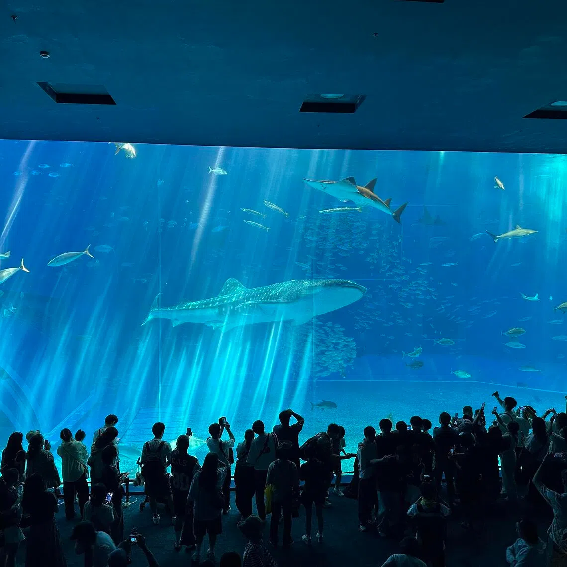 dacol21 - The whale shark Jinta at the Okinawa Churaumi Aquarium is nearly 9m long.
ST PHOTO: DANSON CHEONG