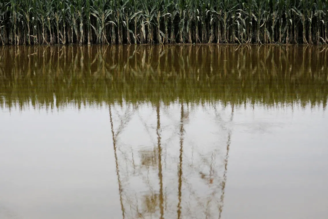 Floodwaters blanket a corn farm in Hebei province, after two typhoons barreled across north and north-eastern China.