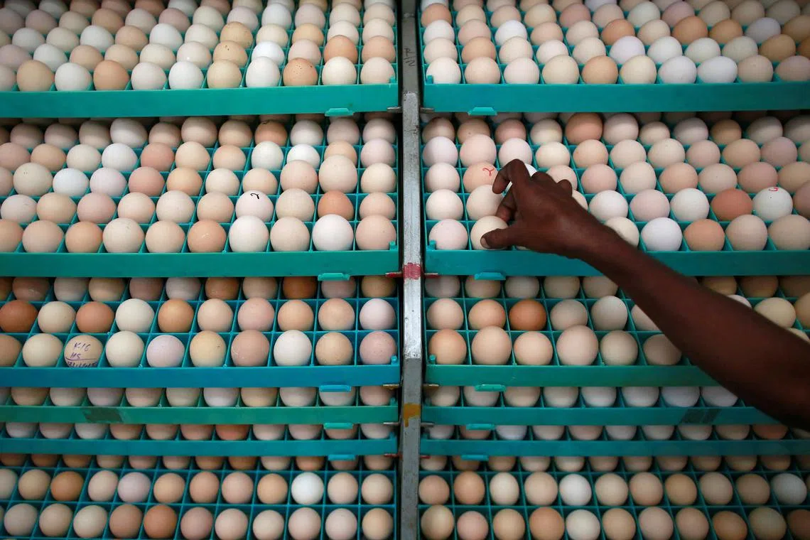 FILE PHOTO: An employee inspects an egg in an incubator at an hatchery in Mangaon, south of Mumbai February 2, 2015. REUTERS/Danish Siddiqui/File Photo