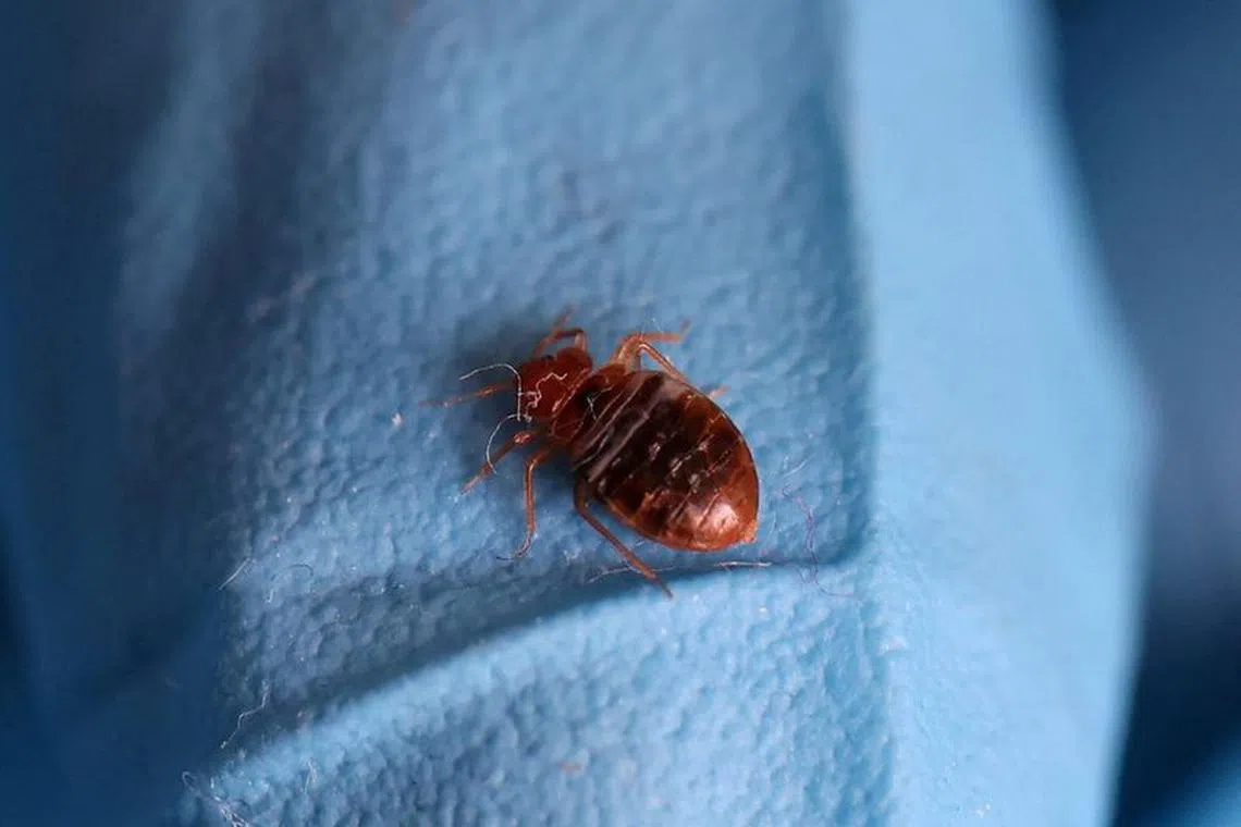 FILE PHOTO: A bed bug is seen on a glove of a biocide technician from the company Hygiene Premium who treats an apartment against bed bugs in L'Hay-les-Roses, near Paris, France, September 29, 2023. REUTERS/Stephanie Lecocq/File Photo
