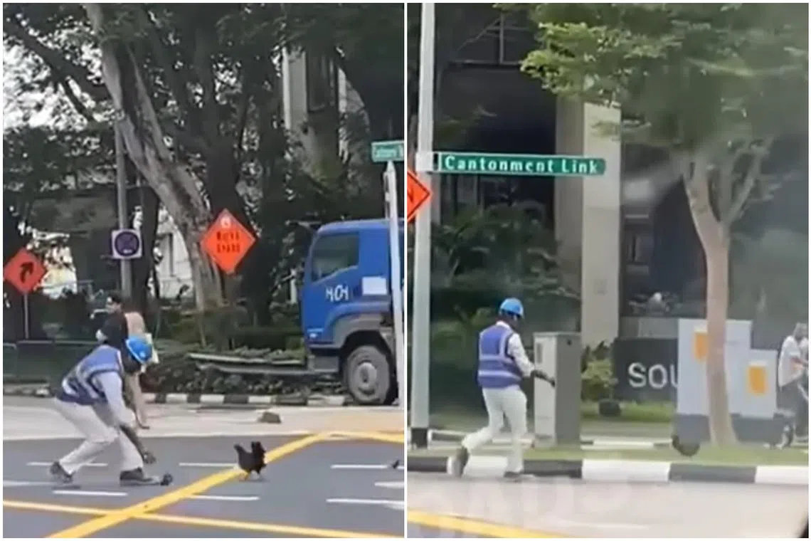 A migrant worker is seen in a video guiding a stray mother hen and her chicks at a junction at Cantonment Link.