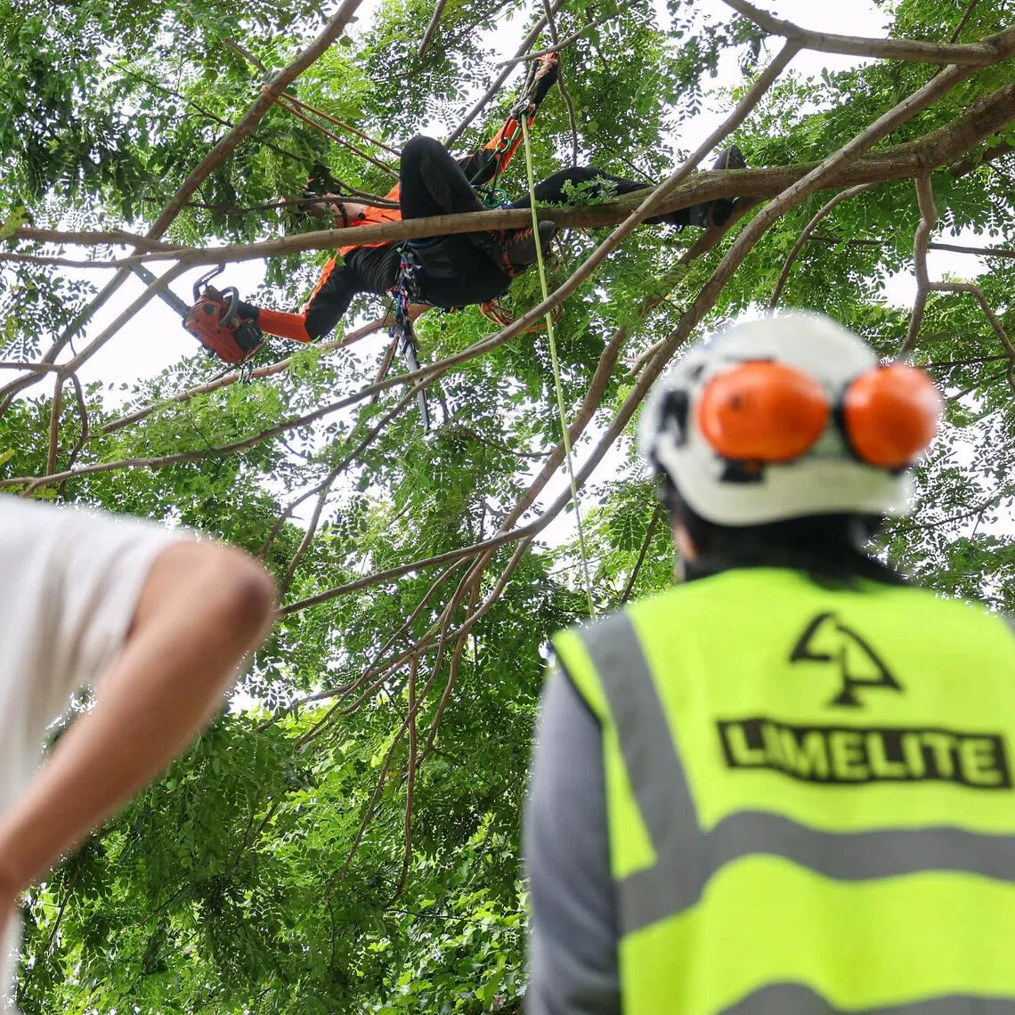 Aloysius Chong, a workshop trainer, demonstrating tree climbing and pruning techniques at Jurong Lake Gardens on June 30.