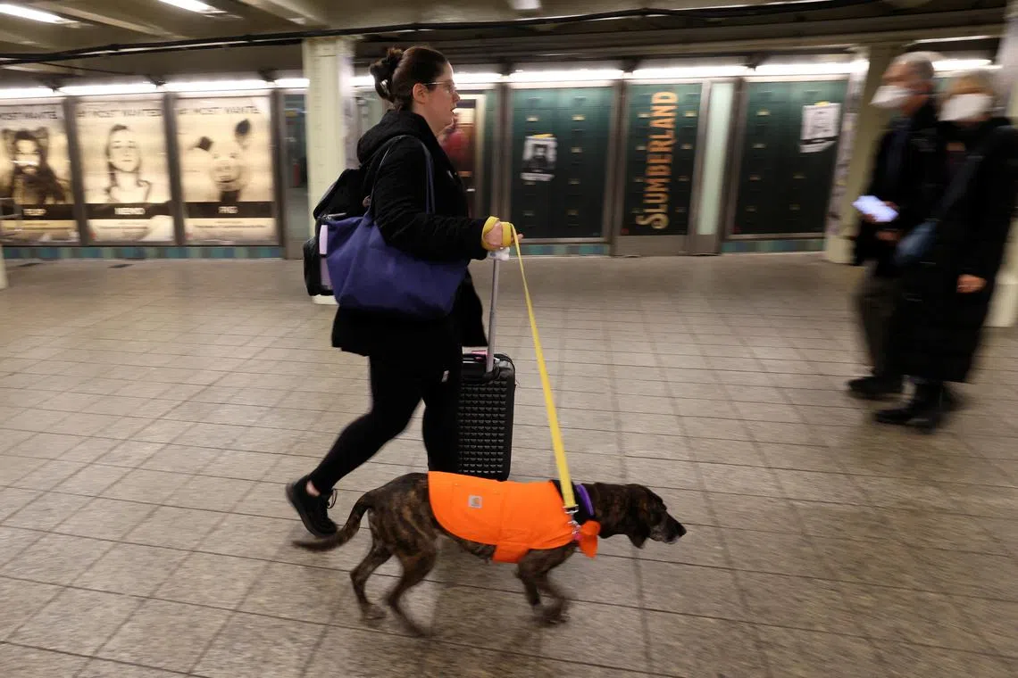 The study found about 31,000 faecal bacteria per travel-sized bottle of pooled rainwater on the city’s pavements.