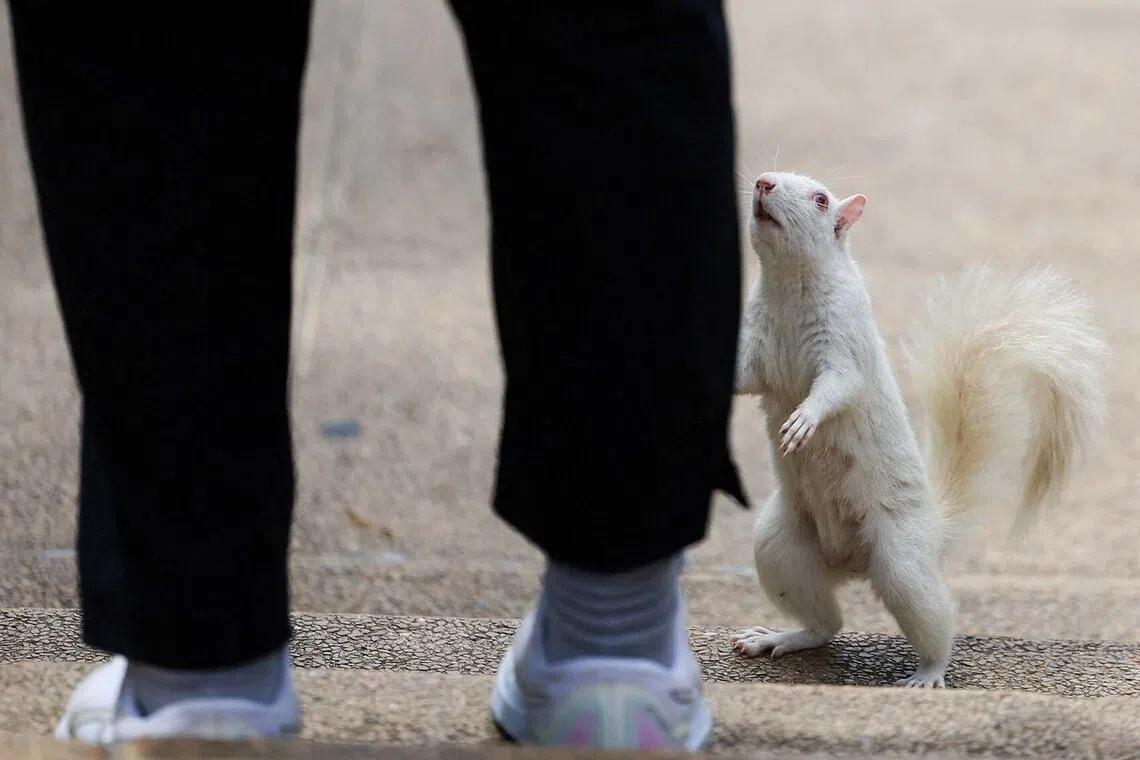 An albino squirrel looks up at a visitor at the Company’s Garden in Cape Town, South Africa, October 27, 2025. REUTERS/Esa Alexander TPX IMAGES OF THE DAY