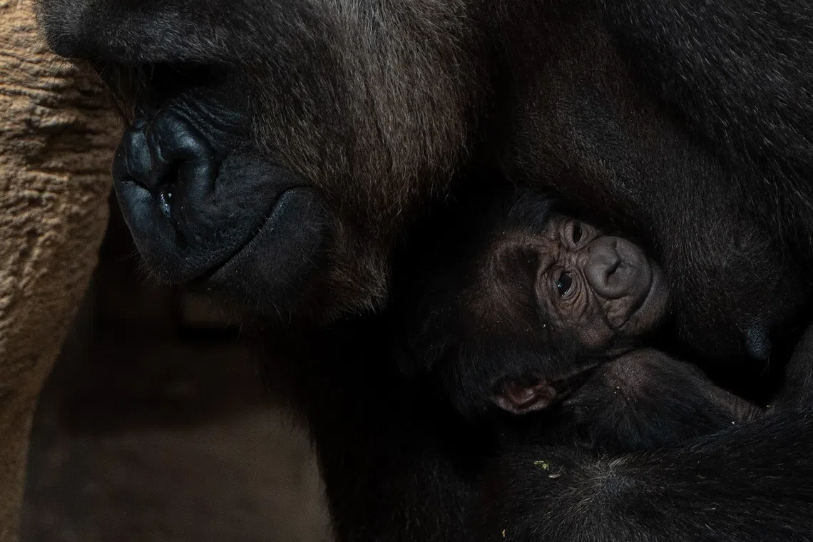 Female gorilla, Wefa holding onto its newborn baby at their enclosure at the Bioparc Zoo in Fuengirola, Spain, on Dec 1, 2025.