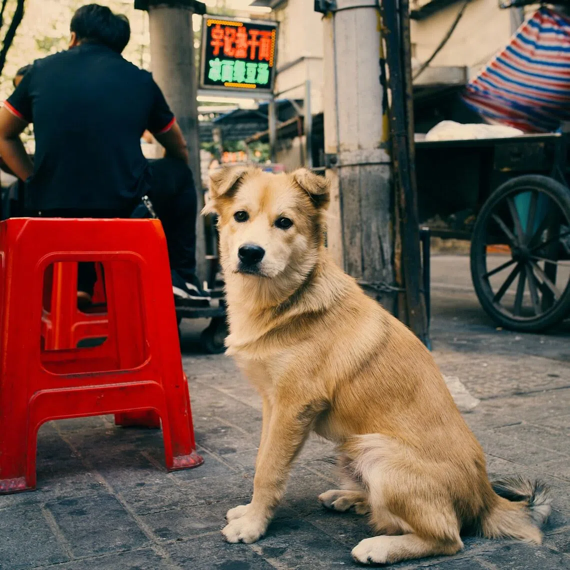 Pets are generally treated as personal property in China, which leaves police with no clear way to handle abuse cases.