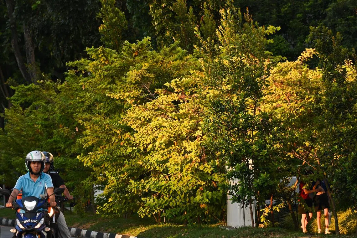 From Vanuatu to Australia, and then Yishun: The yellow plant giving S’pore fall colours all year