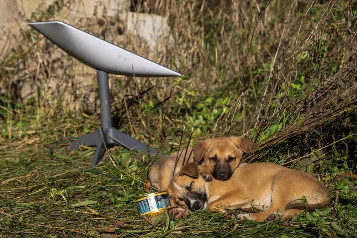 Puppies rest next to a Starlink terminal near the town of Lyman, recently liberated by the Ukrainian armed forces, amid Russia's attack on Ukraine, Donetsk region, Ukraine October 7, 2022.  REUTERS/Oleksandr Ratushniak