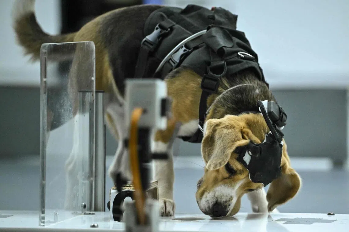 A growing body of global research suggests dogs can be trained to detect cancer and other human illnesses, from Parkinson’s to Covid-19.