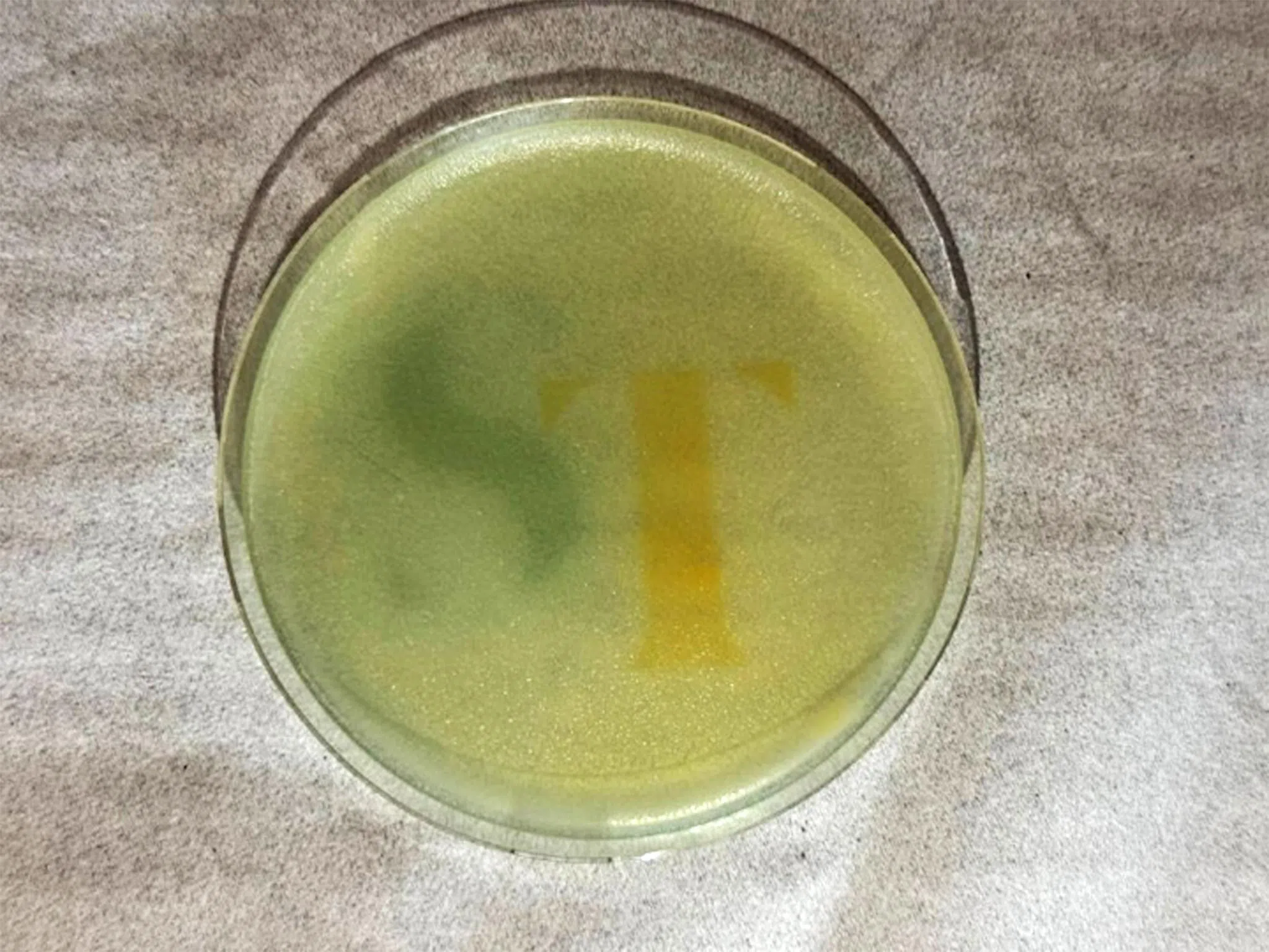 “Living images” grown using optogenetic yeast.