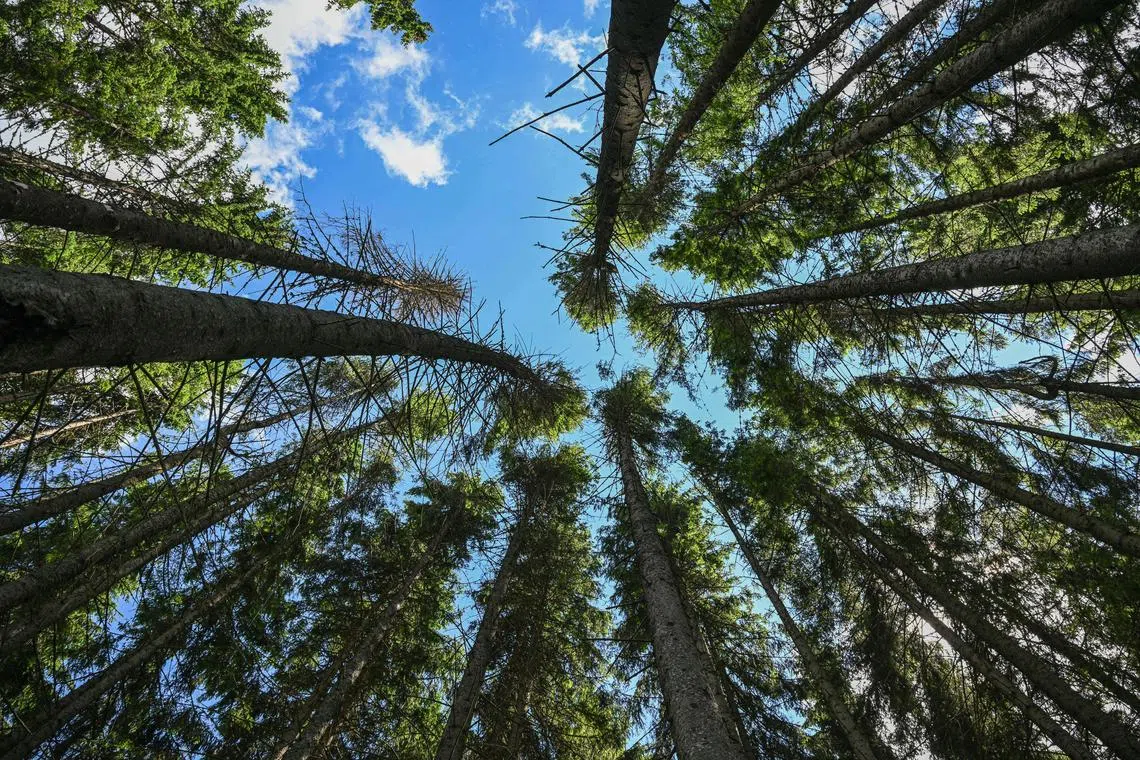 The closed-loop mountain treelines encircle a mountain and are less likely to have been influenced by human activities and land usage.