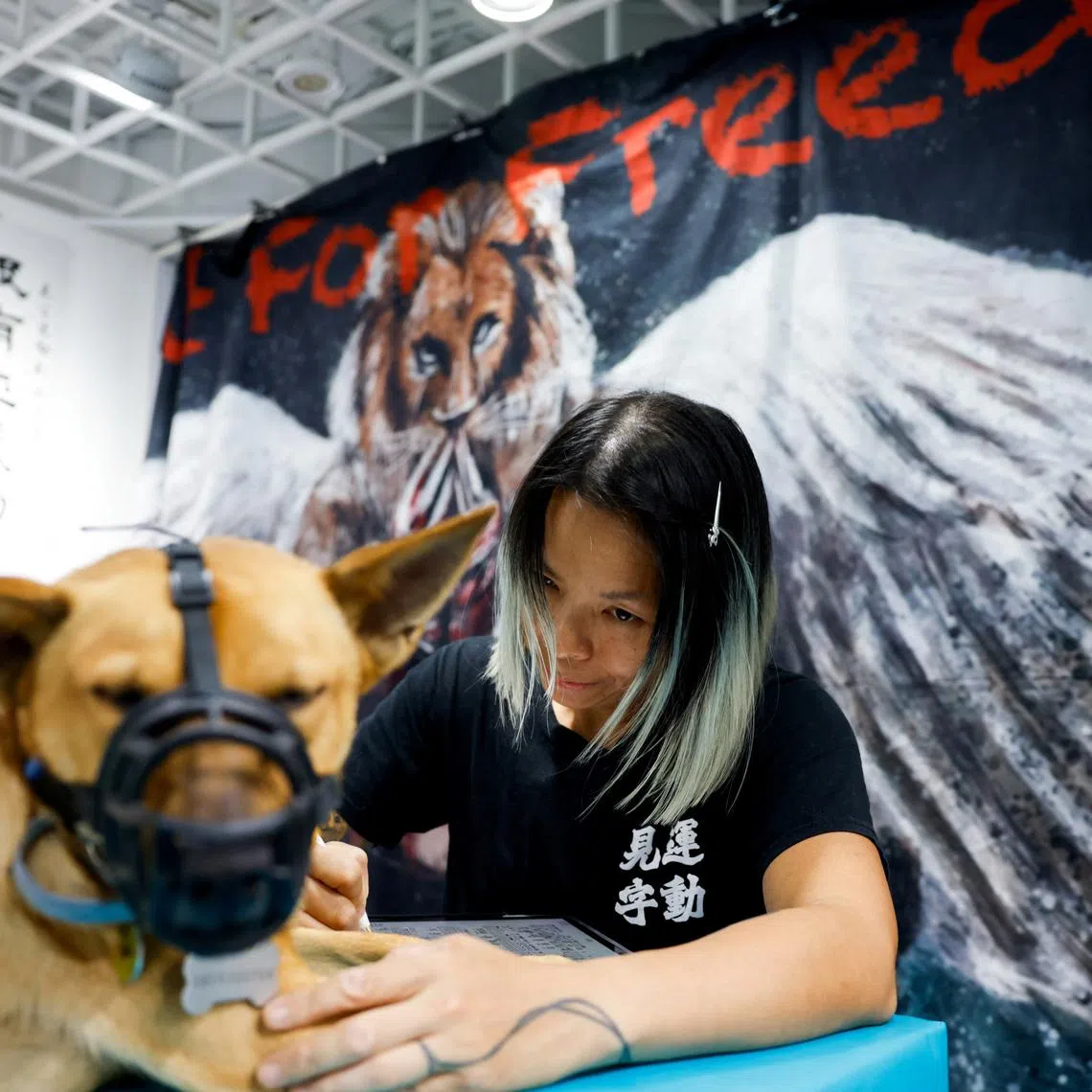 Elaine To works on her tablet at the Thai boxing gym she co runs with Fu Tong in Taipei, Taiwan May 24, 2025. REUTERS/Ann Wang