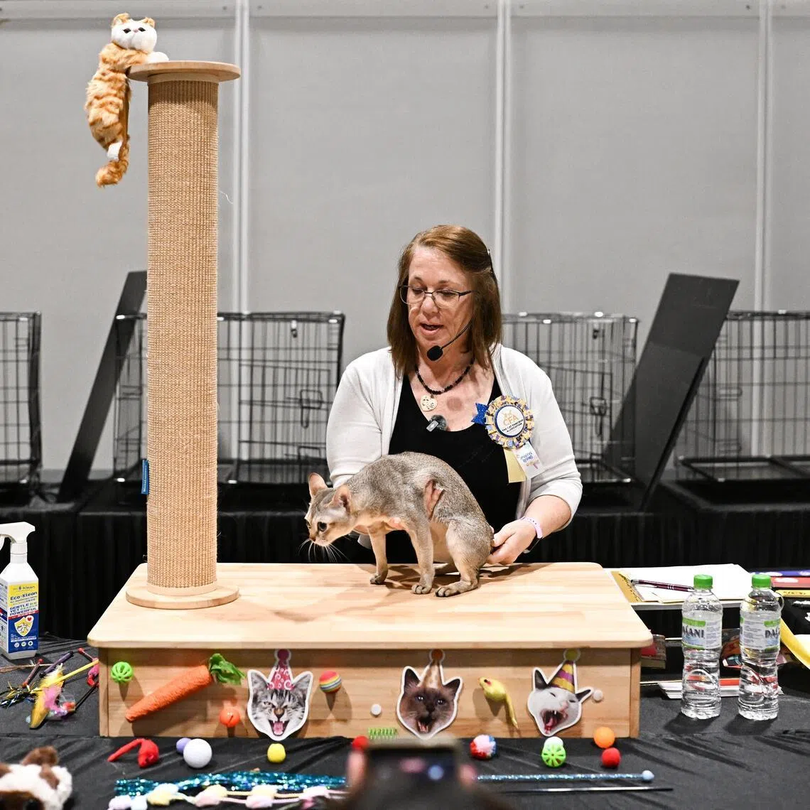 Two-year-old male Singapura cat Star being examined by judge Jennifer Reding at the Asia Cat Expo 2026 on June 27.