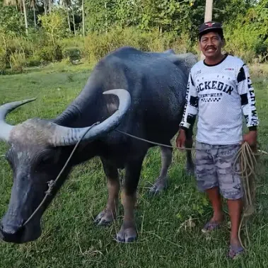 This carabao – which for 32 years had dutifully ploughed its master’s field – had been slated for slaughter, till a viral TikTok post gave it a lifeline.
