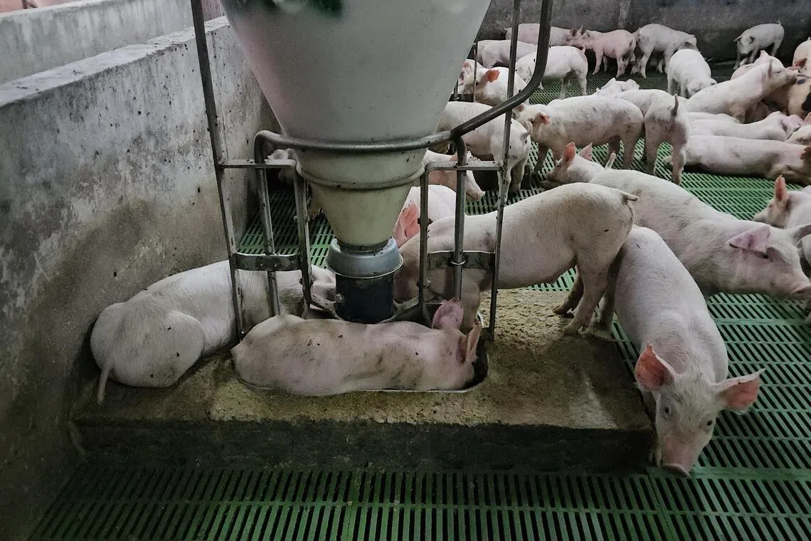 Pink-skinned weaners feeding from a trough inside a closed farm.