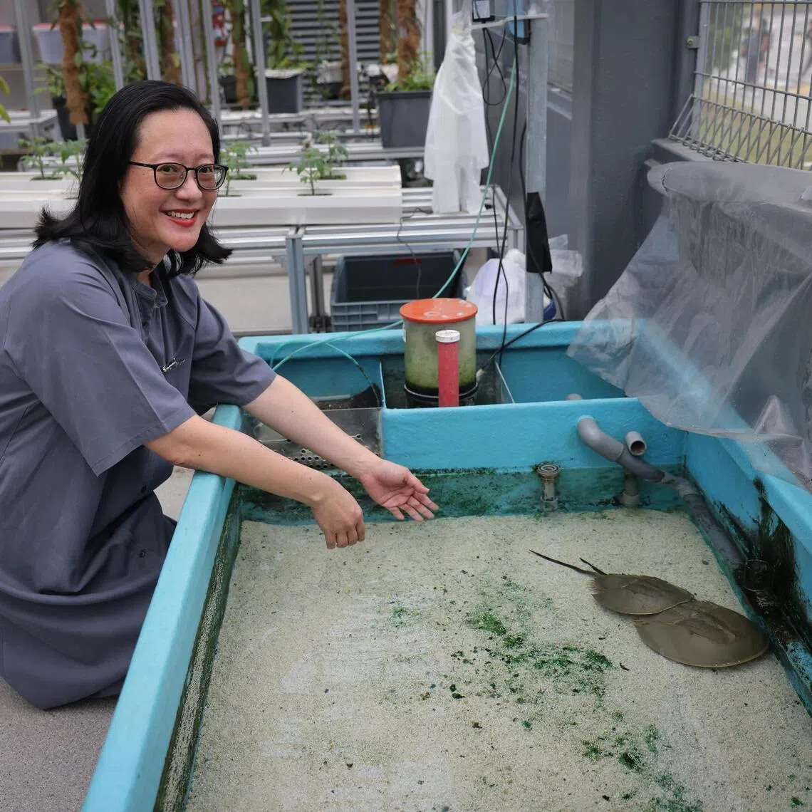 Republic Polytechnic's Dr Laura Yap oversees Singapore's first effort to captive-breed and study development of the coastal horseshoe crab.