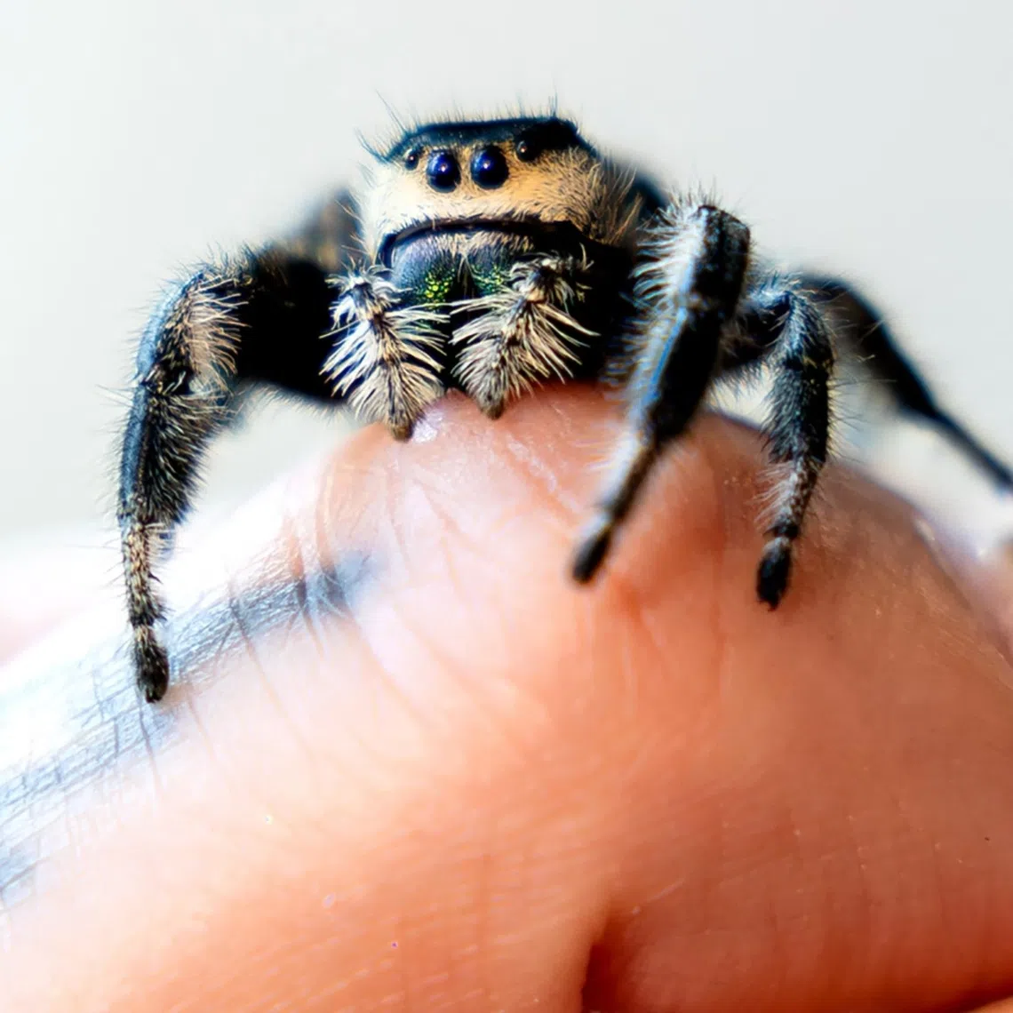Jumping spiders are winning over people with long-held fears of arachnids.