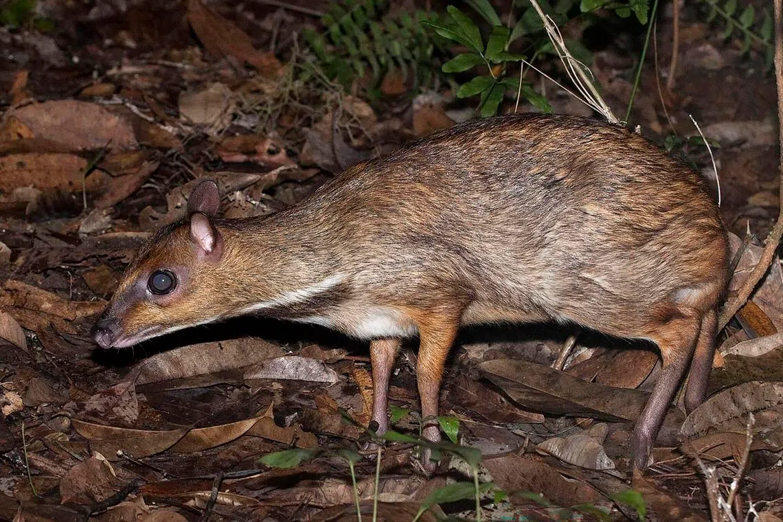 The greater mouse-deer on Pulau Ubin. The mouse-deer population quintupled to 293 individuals per sq km between 2019 and 2024.