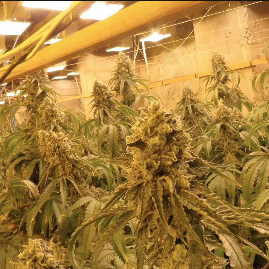 An underground cannabis farm built inside a former mine and uncovered during a police operation near Kyustendil, Bulgaria, this handout image released on April 29, 2026. Bulgarian Interior Ministry/Handout via REUTERS