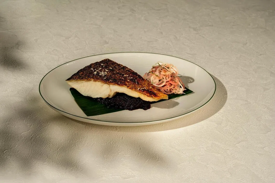Black Sambal Murray Cod from Tanica.