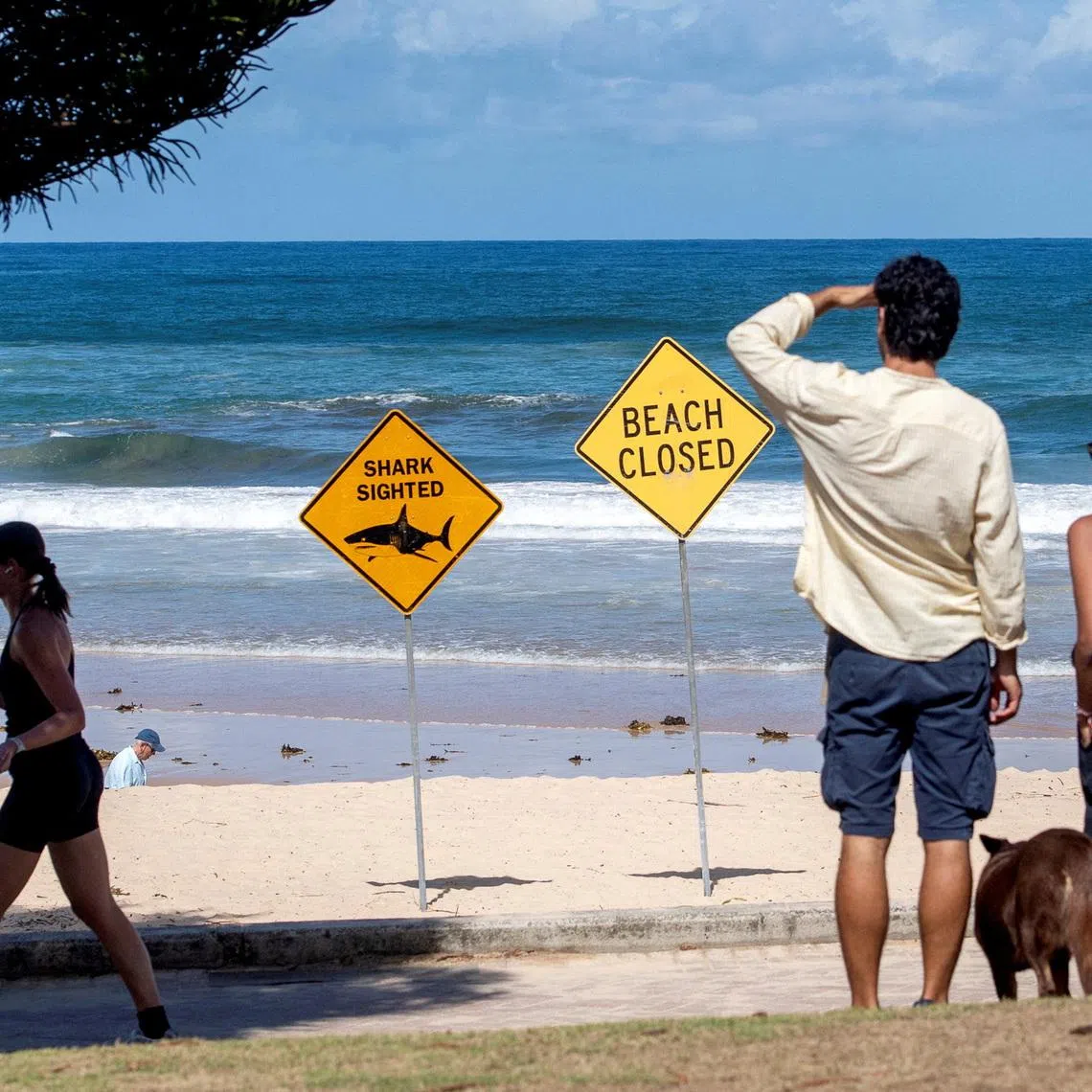 Dozens of beaches, including in Sydney, were closed in January after four shark attacks in two days.