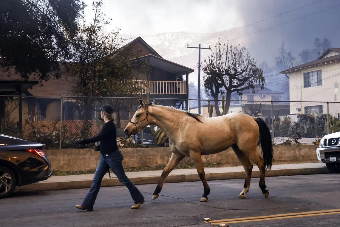 A person evacuates a horse from a neighborhood being threatened by the Eaton wildfire in Los Angeles county on Jan 8 2025. 