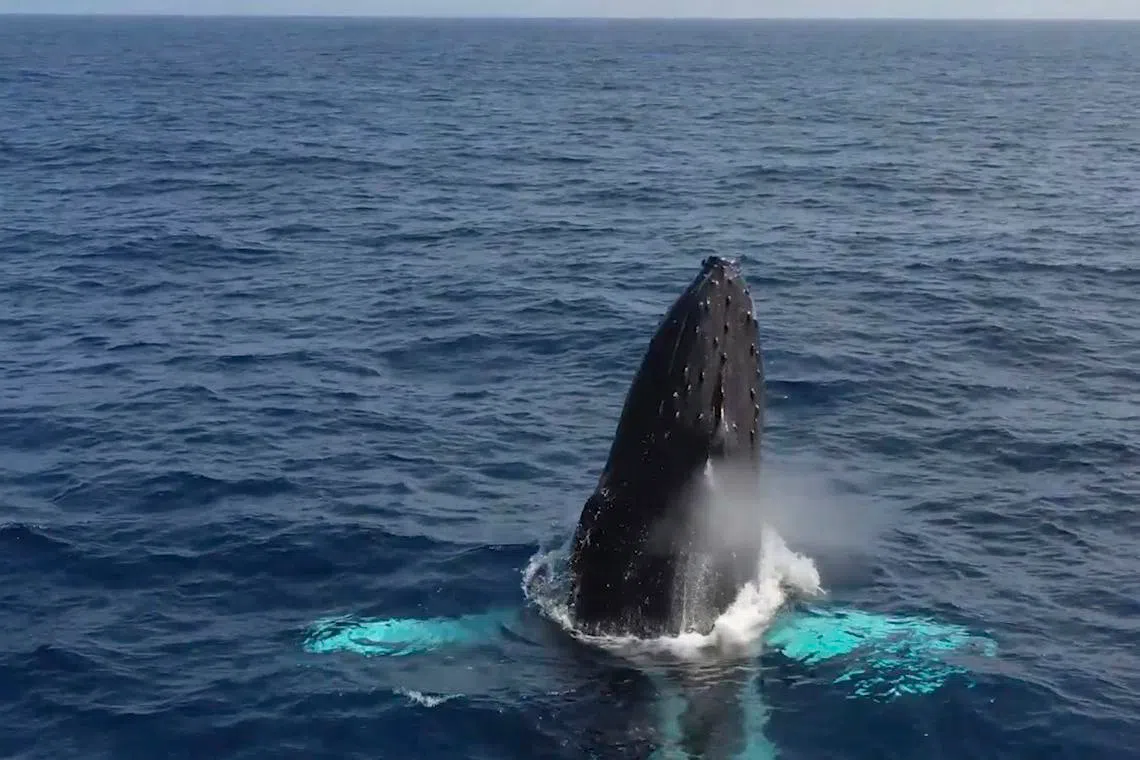 Singapore reviewing laws, policies to fulfil obligations under UN High Seas Treaty: MFA