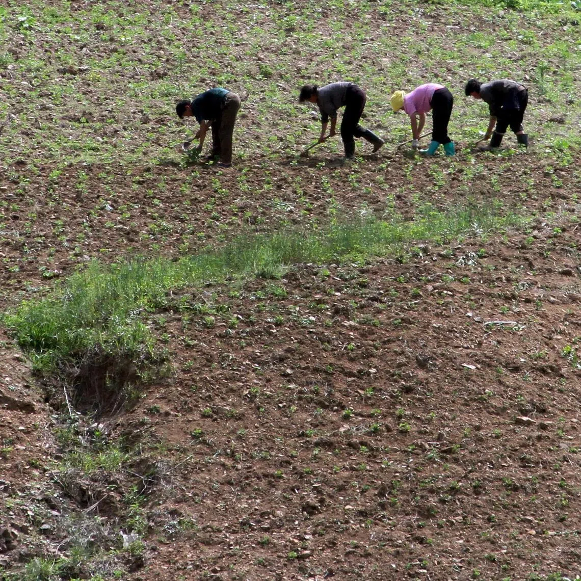 North Korean farm in the field, along the Yalu River, in Sakchu county, North Phyongan Province, North Korea, June 20, 2015.