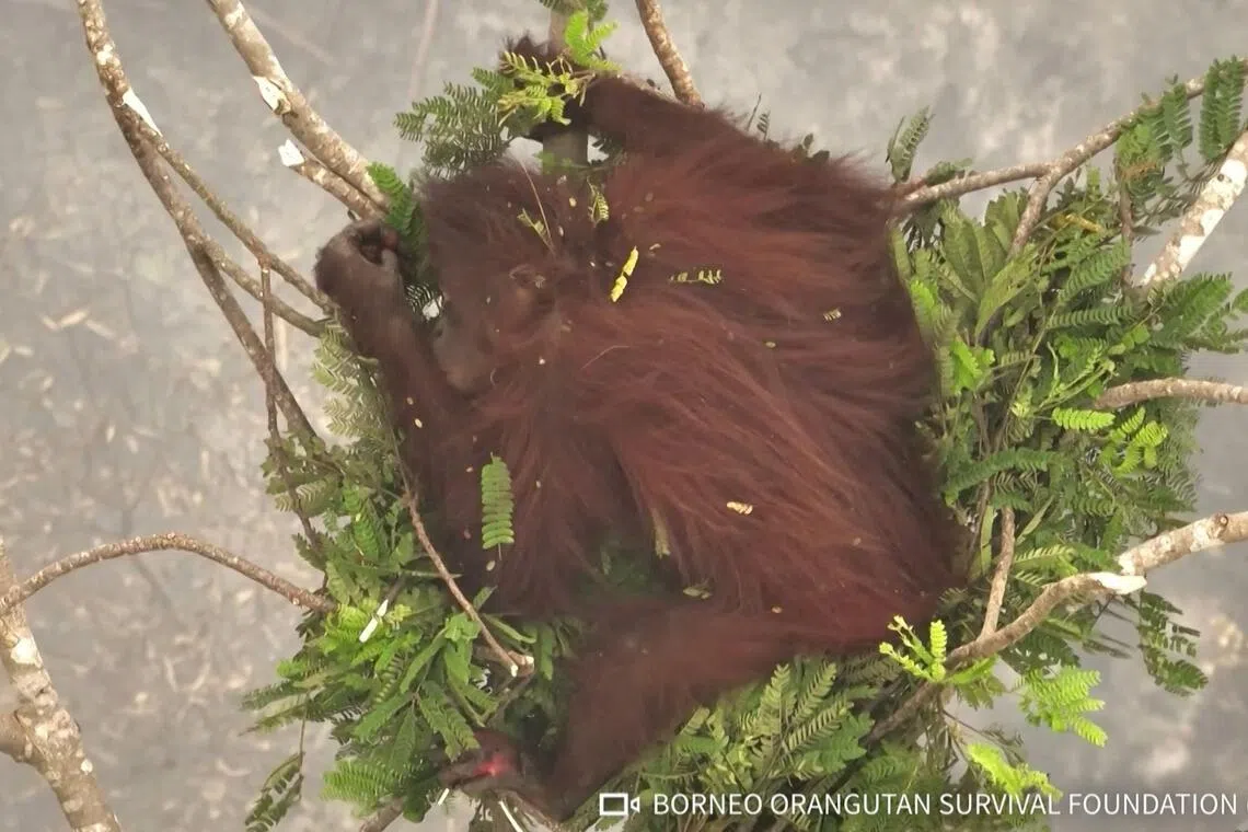 A female orangutan resting in a tree amid smoke from forest and land fires in Central Kalimantan.