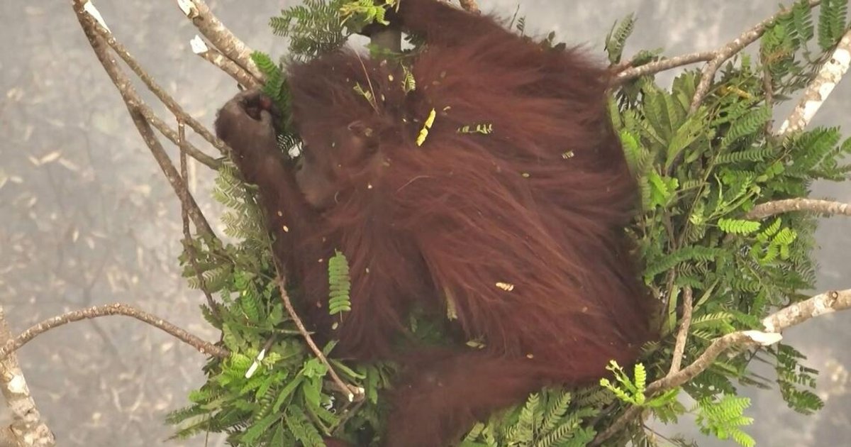 Indonesia releases eight orangutans rescued from fires to protected forest