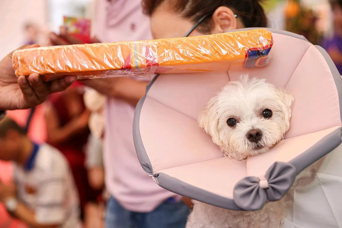 Ms Jo Chia cradles her two-year-old dog, Taffy, as they receive a blessing from a sangha of the Thekchen Choling temple during Vesak Day celebrations at the open field next to Serangoon MRT station on May 12, 2025. 
