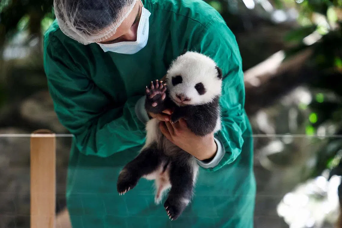 An employee of Berlin zoo holds a two-month-old giant panda cub, one of the two of cubs of giant panda Meng Meng, at an enclosure at the Zoo in Berlin, Germany, October 15, 2024. REUTERS/Lisi Niesner TPX IMAGES OF THE DAY
