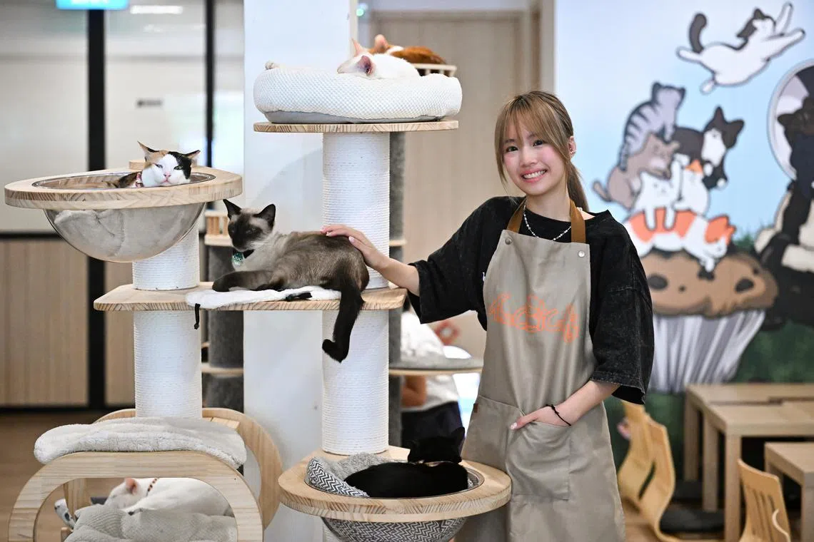 ST20240421-202442634667-Lim Yaohui-Theresa Tan-thwork/

Ms Tiffanie Goh, 19, Year 3 poly student and working as a part time staff at The Cat Cafe - Rail Mall outlet on Apr 21, 2024. The Cat Cafe is a cafe where customers can play with the cats housed in the cafe. 

This is a story based on a survey that ST commissioned on the allowance parents give to their school going children. Based on the survey, it found that 40% of post-secondary students work either part-time, in holiday jobs or have their own business. So some don't get an allowance from their parents. Tiffanie Goh, 19, is a poly student who works 2 jobs. She works on weekends as a part time staff in a cat cafe,  and she is also a content creator, reviewing products for various beauty brands on Tik Tok. She is working for work experience and to save up to move out of her family house.

(ST PHOTO: LIM YAOHUI)