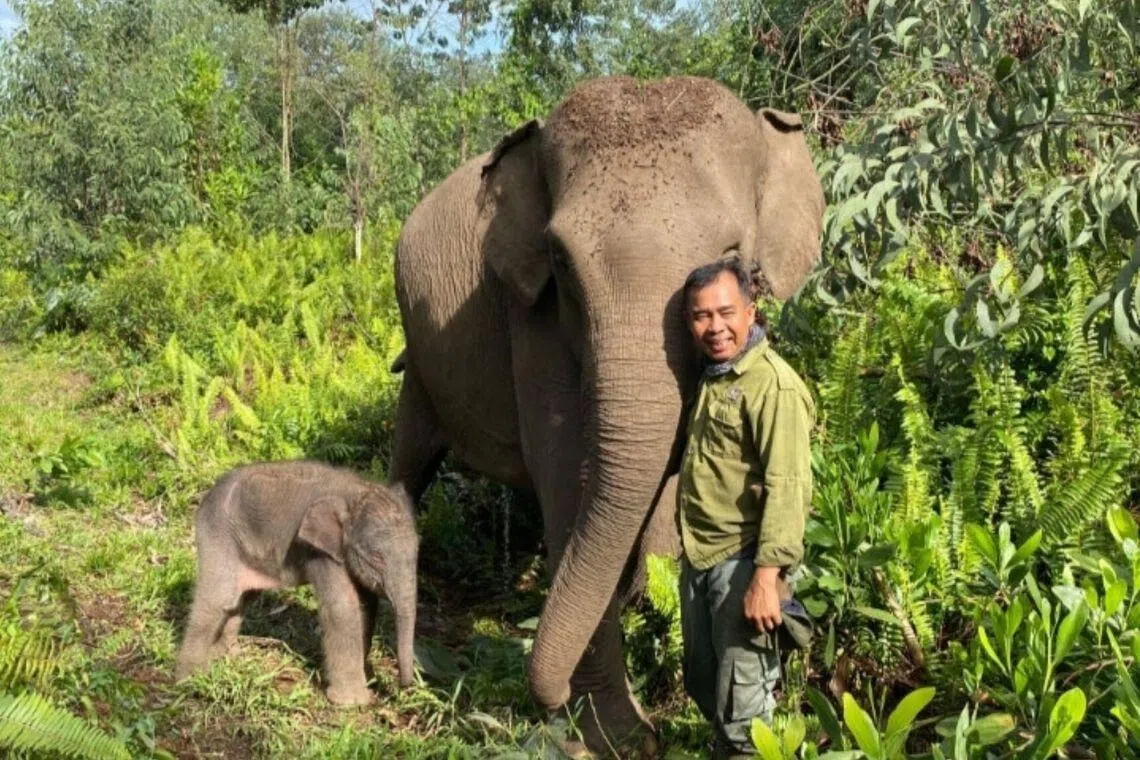 Indonesia welcomes elephant calf born in the wild in Riau