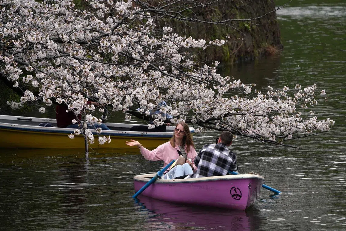 Cherry blossoms at Chidorigafuchi, one of the moats around the Imperial Palace in Tokyo, on April 4, 2024. 