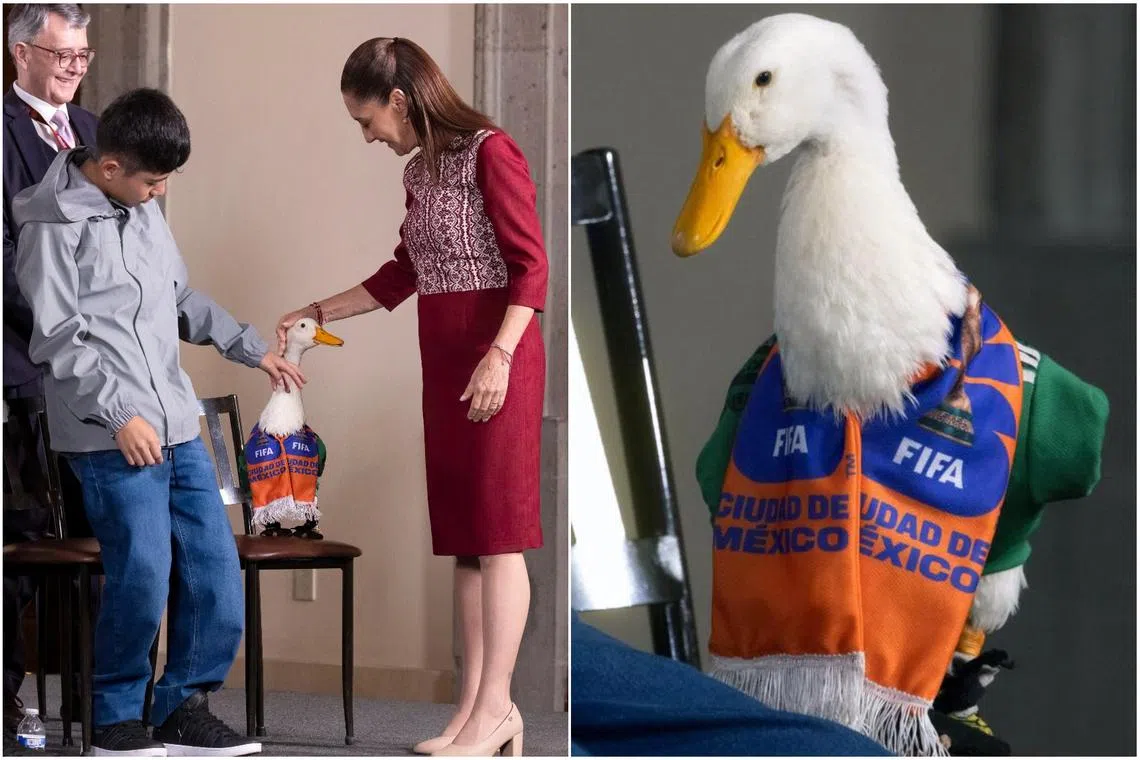 Mexico's President Claudia Sheinbaum pets Merlin, a duck wearing the jersey of the Mexican national football team on June 22.