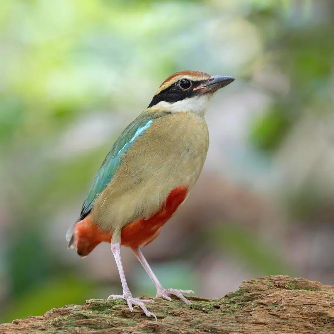 The Fairy pitta was among rare migratory birds that were recorded in January.