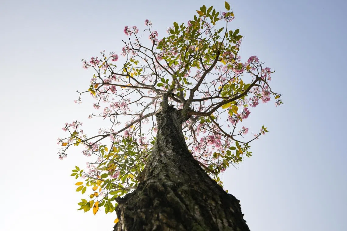 A trumpet tree, flowering outside Little India MRT station on Sept 29.