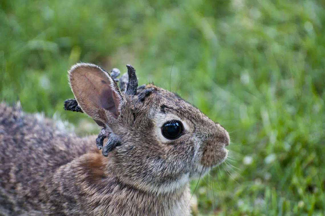 Rabbits typically overcome the disease on their own and it becomes a cause for concern only if it hinders their ability to eat or see. 