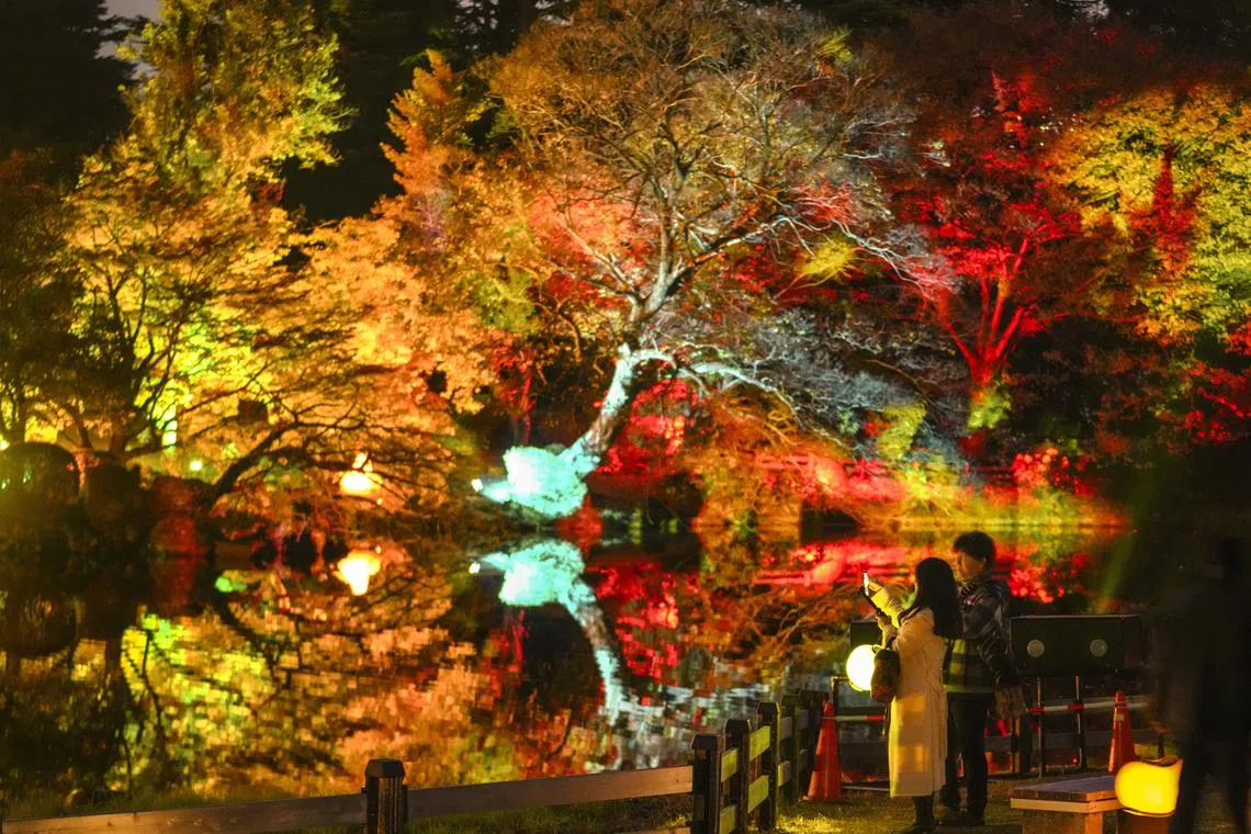 A couple enjoys viewing illuminated autumn leaves with projection mapping at Shinjuku Gyoen National Garden in Tokyo on Nov 22.