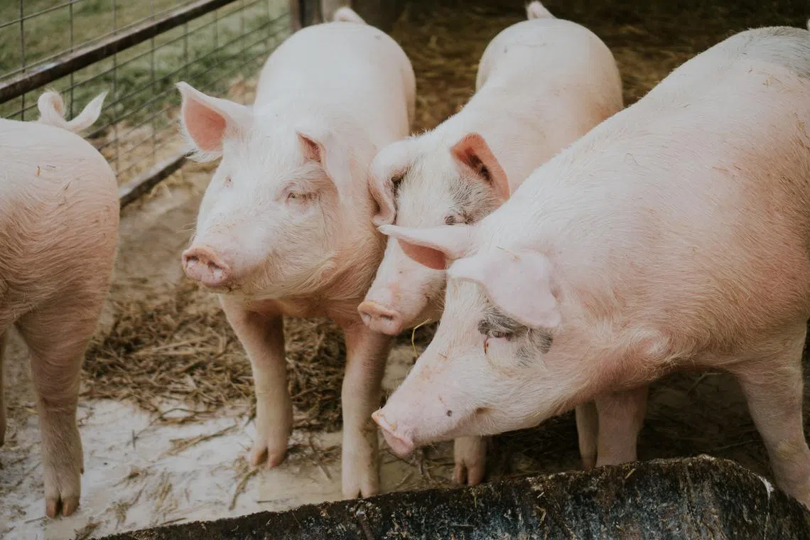 In 2009, the swine flu pandemic in humans infected millions of people.