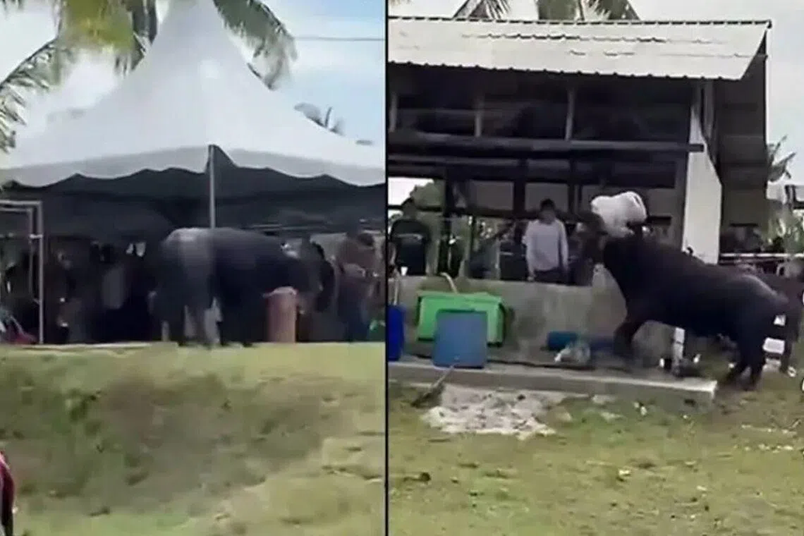 Johor police said the buffalo suddenly became aggressive and attacked the victim, who is receiving treatment in hospital.