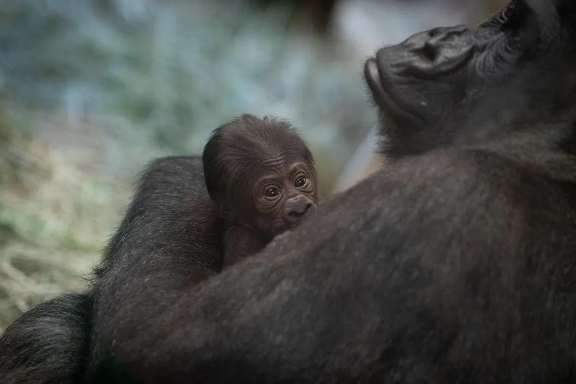 The yet-to-be-named baby is the 34th gorilla born in Columbus zoo since 1956, part of the zoo’s effort to conserve the species.