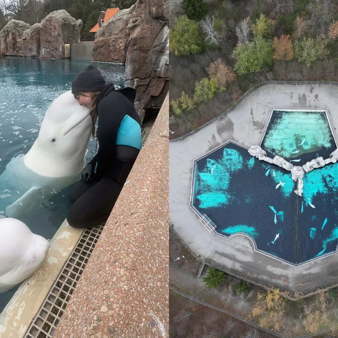 Trainer Kristy Burgess (left) has criticised the pool the beluga whales are being kept in as too small, falling apart and not clean.