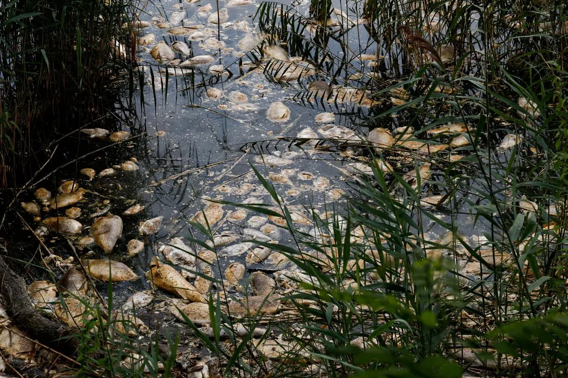 In the summer of 2022, hundreds of tons of dead fish were found in the Oder.
