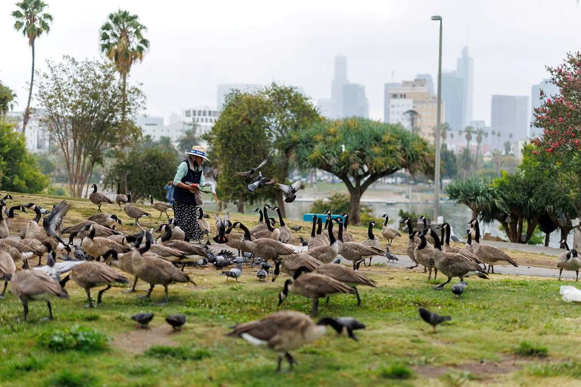 A woman feeds birds during the early morning at MacArthur Park in Los Angeles, California, U.S., August 12, 2025. REUTERS/Mike Blake TPX IMAGES OF THE DAY