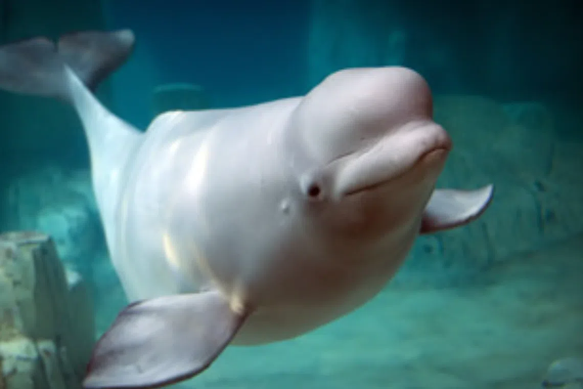 South Korean police said it is pressing charges against eight marine conservation activists.