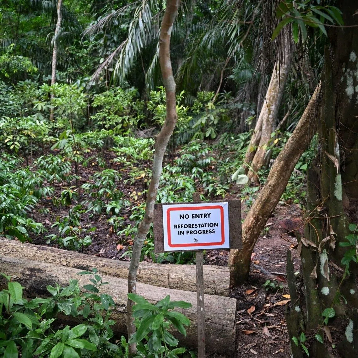 A sign on July 1 indicating that reforestation is ongoing at the Lower Peirce Reservoir Park site where the unauthorised clearing took place.
