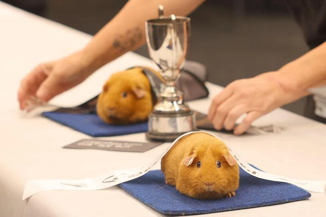 Cavy chaos: Hundreds attend New Zealand’s biggest guinea pig show