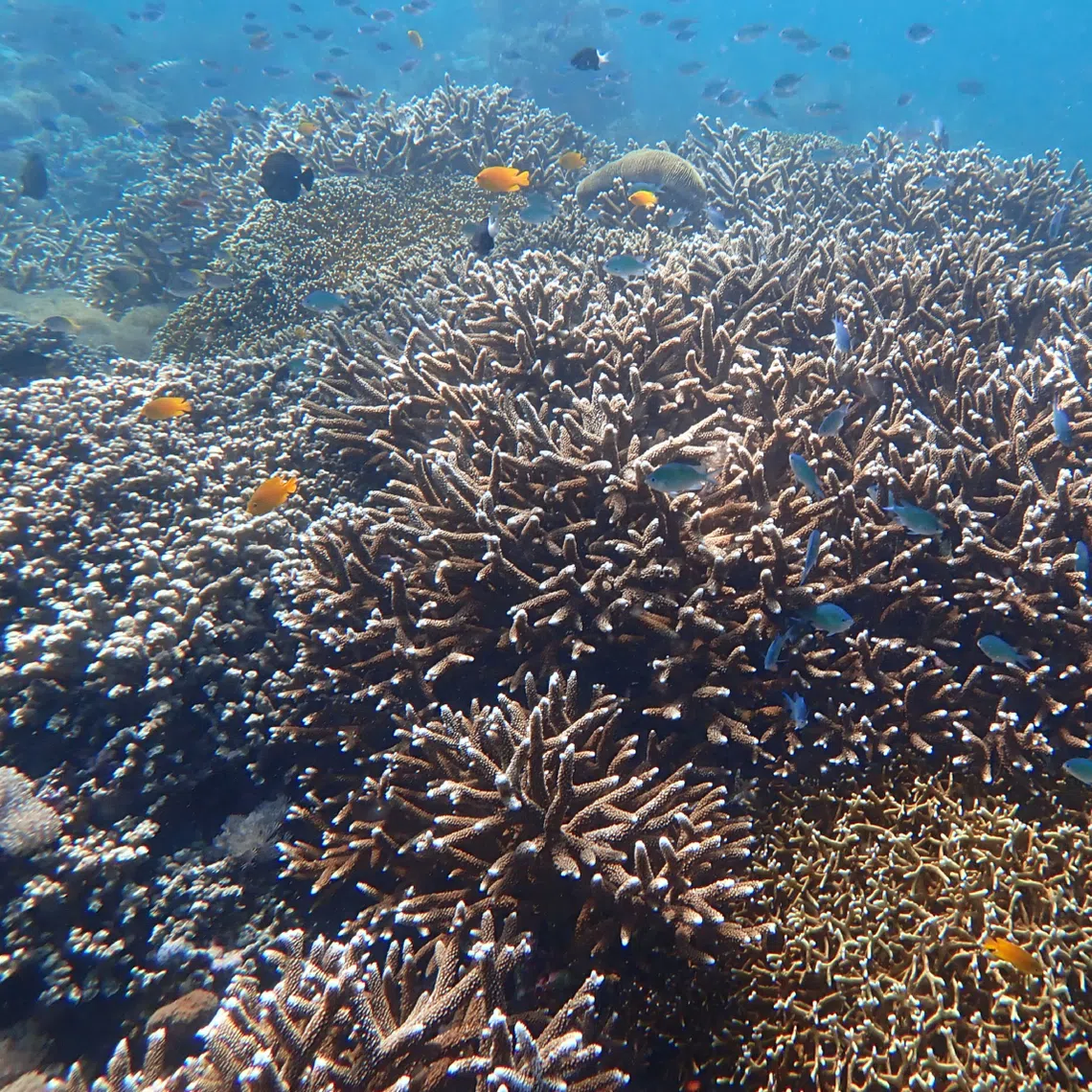 Coral reefs from the Indo-Pacific.